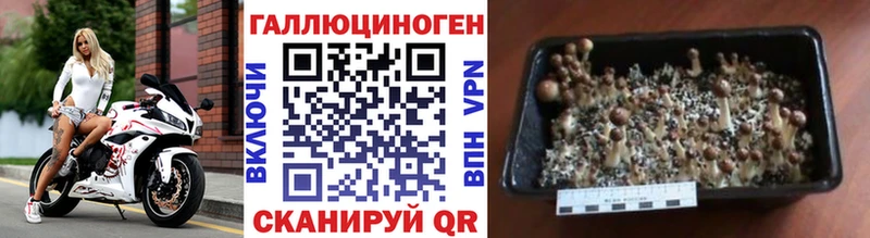 Купить где  Нижний Ломов  Галлюциногенные грибы Psilocybine cubensis 
